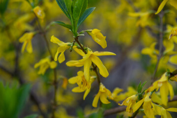 yellow flowers on a tree