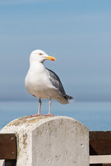 a white seagull looking sideways, sitting on a brown fence, against a background of blue sky and the Baltic Sea