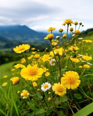 Rewilding nature concept. Bright yellow wildflowers bloom on a grassy hillside with mountains and a cloudy sky in the background.