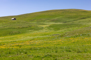 Obraz premium chalet d'alpages au milieu d'une pelouse fleurie alpine sur le plateau d'Emparis dans les alpes au printemps