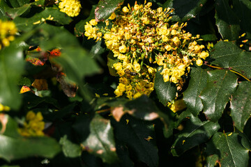 yellow barberry flowers on which a wasp bee or bumblebee flies among green foliage