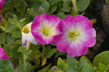 White Pink petunias in the garden, Petunia, Close up of White Pink Petunia flower in the garden, Petunia flower and blurred background, Background of Pink petunia flowers, spring flower Closeup.