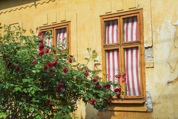 Red roses in front of an old house with red and white striped shades on windows