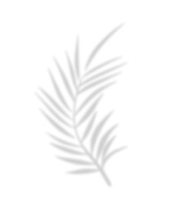 Tropical palm shadow on a sunny green wall. Soft blurred botanical leaf texture with natural sunlight and jungle foliage. Romantic, spring-themed background with fern silhouette