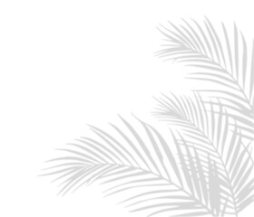 Tropical palm shadow on a sunny green wall. Soft blurred botanical leaf texture with natural sunlight and jungle foliage. Romantic, spring-themed background with fern silhouette © Sergey