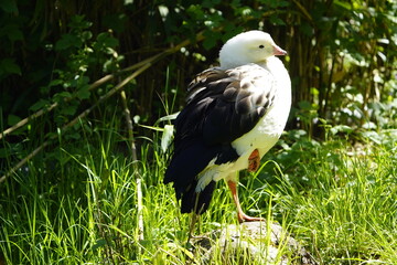 The Andean goose (Oressochen melanopterus, syn.: Chloephaga melanoptera) is a bird in the family Anatinae. Bird Park, Walsrode.