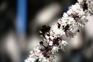 Sunny autumn day. A cimicifuga inflorescence fragment with snow-white small flowers. The little bright bumblebee sits on one of flowers. In total on an abstract background.