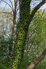 Fototapeta premium Common Ivy, or Curly Ivy (Latin: Hedéra hélix), is an evergreen climbing liana that completely wraps around the trunk of a tree