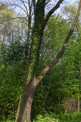 Obraz premium Common Ivy, or Curly Ivy (Latin: Hedéra hélix), is an evergreen climbing liana that completely wraps around the trunk of a tree