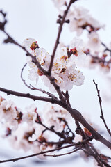 branch of blossoming apricot tree with white flowers 