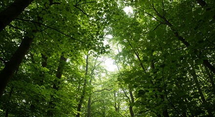 Fototapeta premium Green Forest Trees Canopy Sunlight