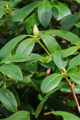 Unripe Rhododendron ponticum is a branching evergreen shrub or, rarely, a small tree