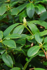 Obraz premium Unripe Rhododendron ponticum is a branching evergreen shrub or, rarely, a small tree