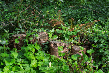 
Cut down tree stumps with hidden in the dense foliage.