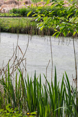 
Green grass ferns and bushes grow on the river bank