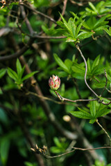
Rhododéndron periclymenoídes (Latin: Rhododéndron periclymenoídes) is a deciduous shrub that attempts to bloom