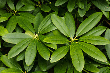 
Two large inflorescences with leaves in the shape of an eight-pointed green star