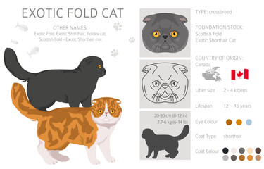 Foldex cat, Exotic Fold Cat clipart. All coat colors set.  All cat breeds characteristics infographic. Vector illustration