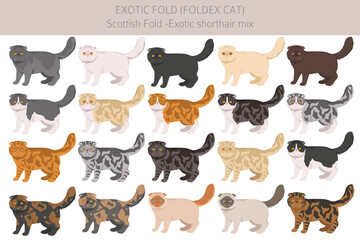 Foldex cat, Exotic Fold Cat clipart. All coat colors set.  All cat breeds characteristics infographic. Vector illustration