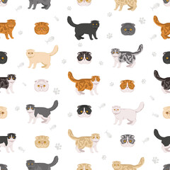 Foldex cat, Exotic Fold Cat clipart. All coat colors set.  All cat breeds characteristics infographic. Vector illustration