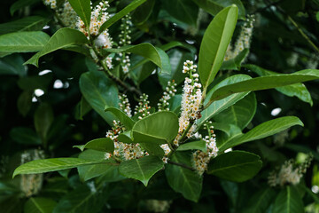 
Medicinal laurel (Latin: Prúnus laurocérasus) is an evergreen woody plant; a species of the...