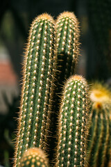 Long green cacti with yellow needles growing in a greenhouse.