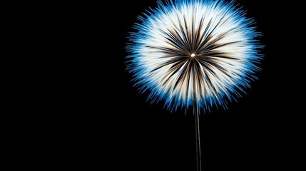 Blue and White Firework