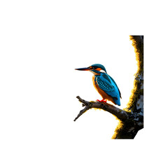 King Fisher