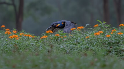 Bird in flight over orange flowers, forest background. Nature photography for websites