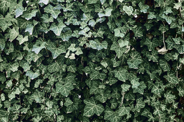 Green ivy leaves covering wall. Natural plant texture background. Dense foliage pattern in sunlight. Eco concept with nature surface. Leafy vegetation growing outdoors vertically.