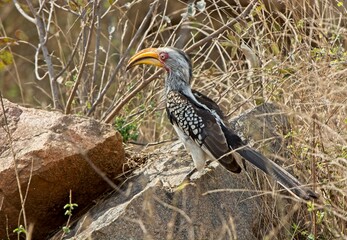 Southern Yellow-billed Hornbill on rock