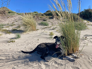 perro negro tumbado cansado sediento a la sombra de unos juncos esparto duna de monsul almería...