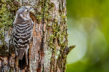 木にとまるコゲラ