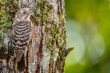 木にとまるコゲラ