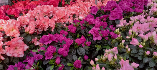 Close-up of blooming pink azalea flowers with dark green leaves. Vibrant floral background of a popular ornamental plant often used in gardens and indoor decoration.