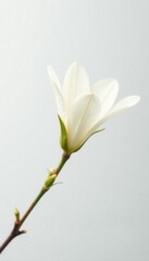 Obraz premium Delicate white blossom, petals unfurl against pure white backdrop, close-up, flora