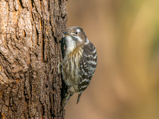 木にとまるコゲラ