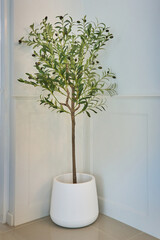 bonsai tree in a vase on the floor