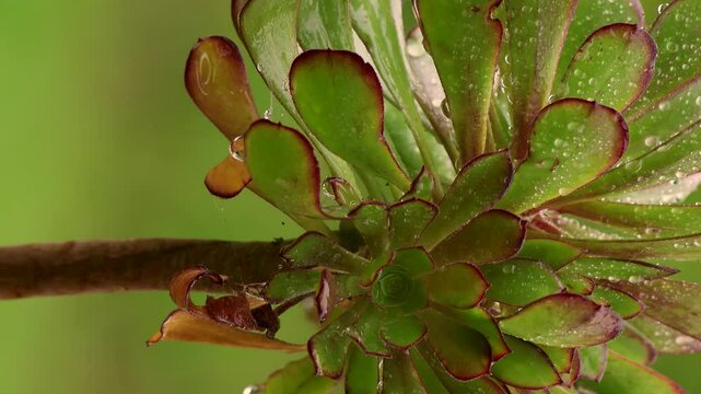 Close-up view of a tree aeonium full of raindrops after a heavy rain, in a garden in the eastern Andean mountain of central Colombia, near the Iguaque natural reserve.
