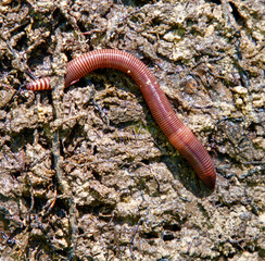 A large, red, slimy worm is crawling on a rock
