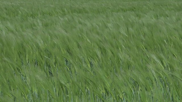 Field of Barley being blown about in the wind. Second week of May, Kent, UK 