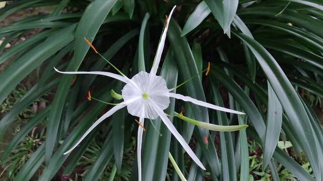 white lily or crinum asiaticum blooming in the morning, 4k high resolution cinematic