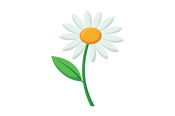 Daisy with leaves vector illustration on white background