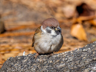 岩にとまるスズメ