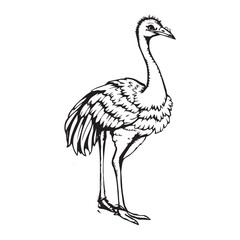 ostrich emu bird silhouette, black and white silhouette, vector and illustration