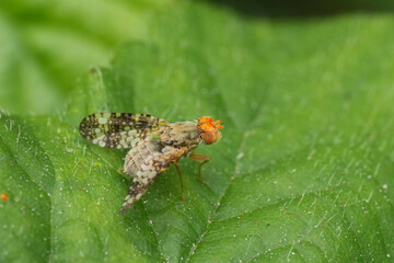 Closeup on the Clouded wormwood fly Oxyna parietina sitting on a green brambleberry leaf