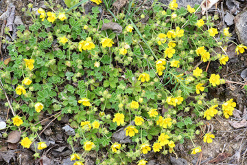 Potentilla incana, potentilla arenaria grows in the wild
