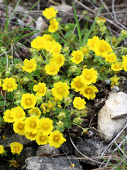 Potentilla incana, potentilla arenaria grows in the wild
