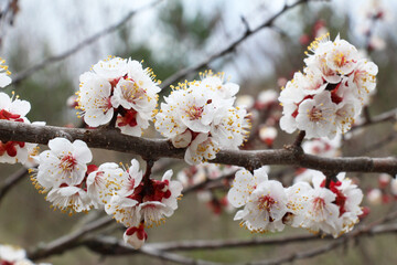 An apricot tree is blooming in the garden