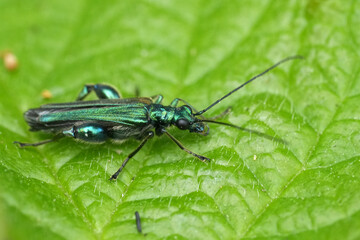 Closeup on the metallic green false oil beetle, Oedemera nobilis resting on a leaf